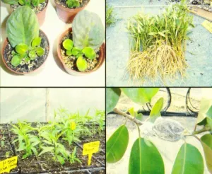PROPAGACION VEGETAL: PRACTICAS