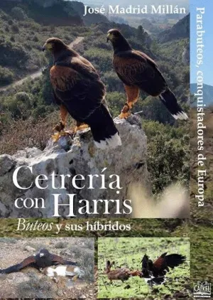 CETRERÍA CON HARRIS: BUTEOS Y SUS HÍBRIDOS CETRERÍA CON HARRIS: BUTEOS Y SUS HÍBRIDOS